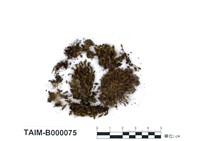 藏品(截葉真苔)的圖片